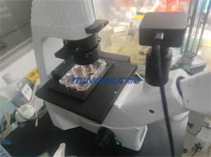 1.倒置生物顯微鏡MHIL150助力中山大學(xué)觀察精原細(xì)胞.jpg
