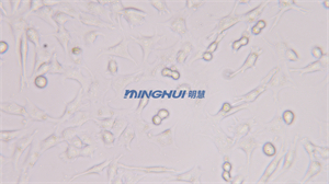 倒置生物顯微鏡MHIL150助力中山大學(xué)觀察精原細(xì)胞
