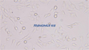 倒置生物顯微鏡MHIL150助力中山大學(xué)觀察精原細(xì)胞